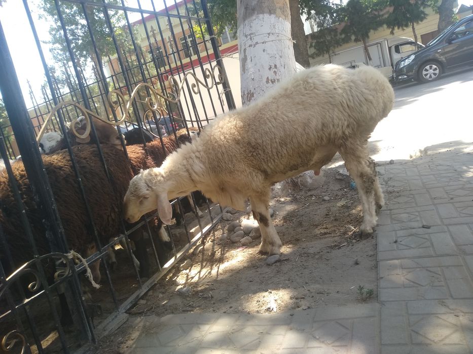 Qurbonlik uchun katta kichik quchqorlar