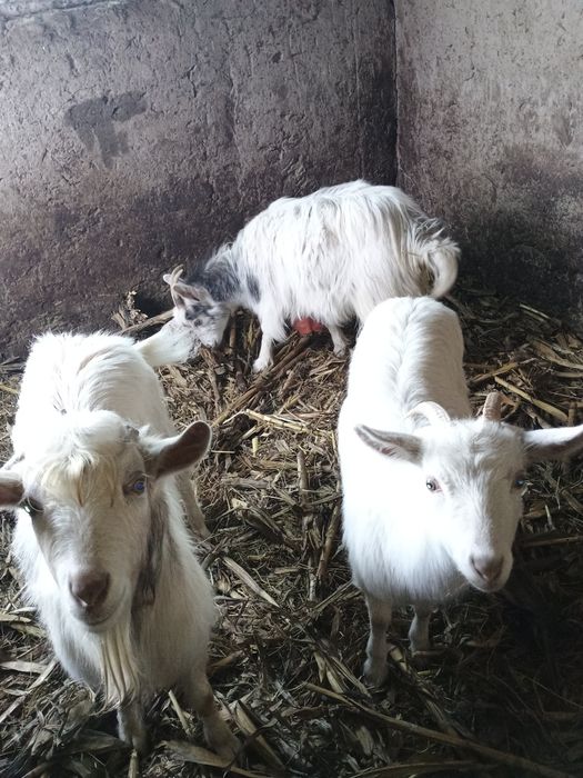 Vând iezi iezi iezi