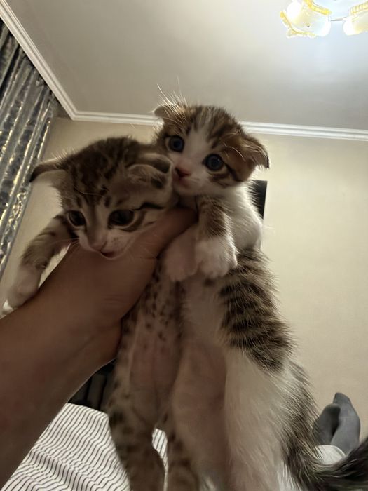 Котята в добрые руки