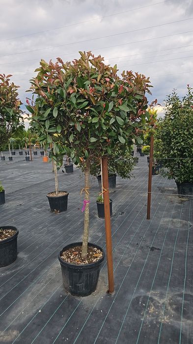 Cupressocyparis leylandii  - Photinia red robin  -
