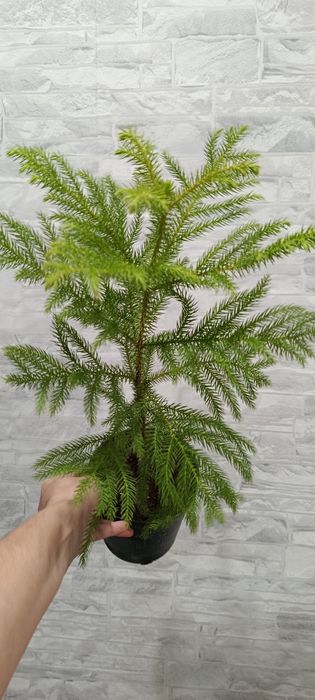 Араукария продам