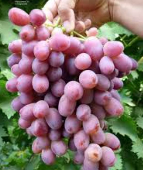 Продам саженцы винограда