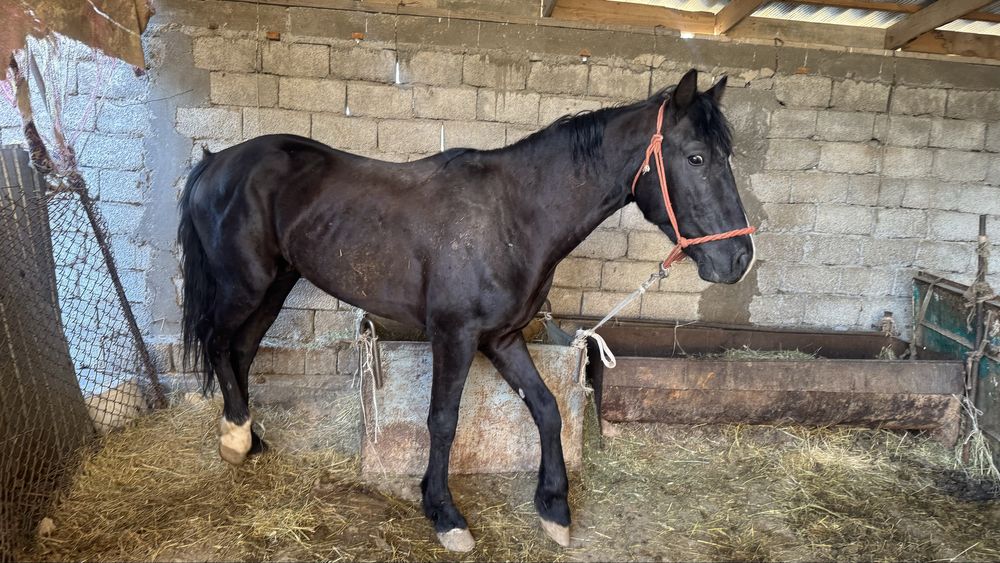 Айғыр сатылады 3 жасар