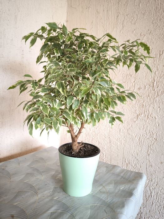 Цветы комнатные.