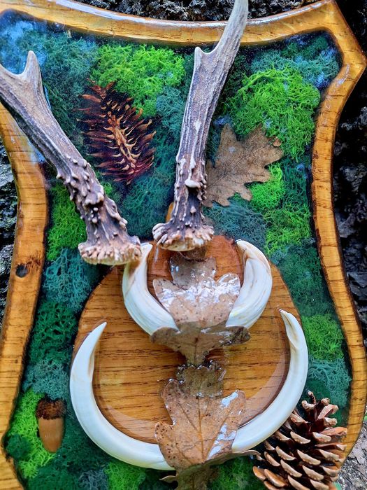 Panoplie rasina - trofeu cerb, coarne, capra neagra, mistret, caprior