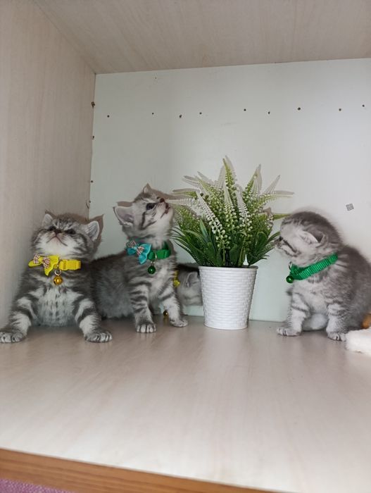 Серебристая шиншилла.Скоттиш страйт и Фолд