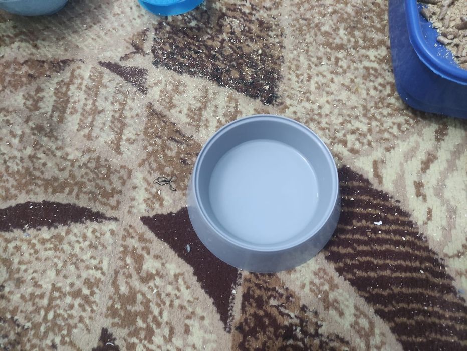 Отдам кота в добрые руки