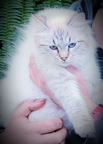 Сибирски котенца Невска маскарадна