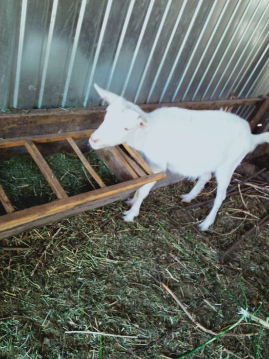 Продам зааненскую казу