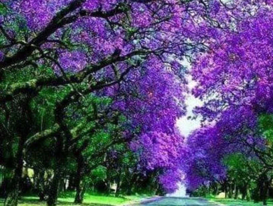 500 семена за Царска пауловния