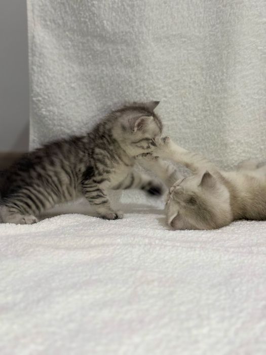 Продается котенок ( девочка)