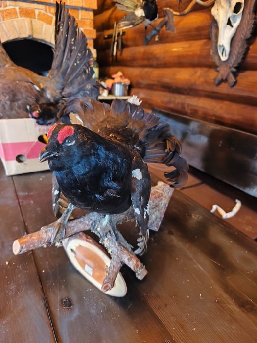 Cocos de munte naturalizat