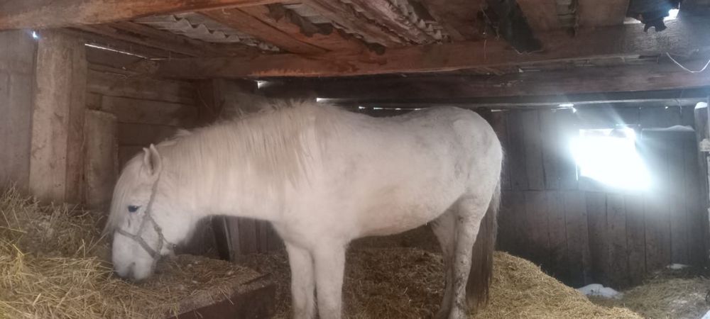 Айғыр сатылады