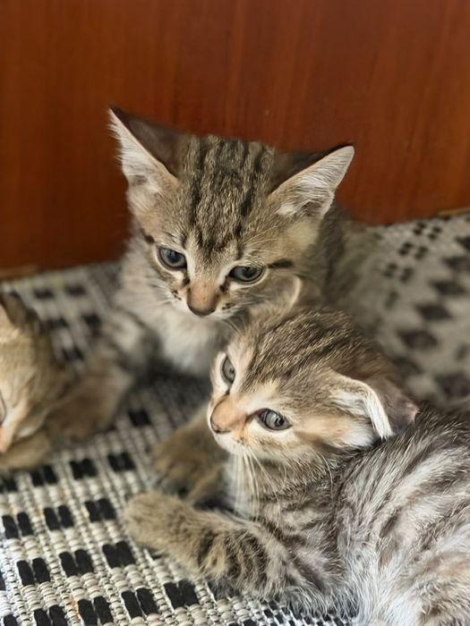 Котята в хорошие руки