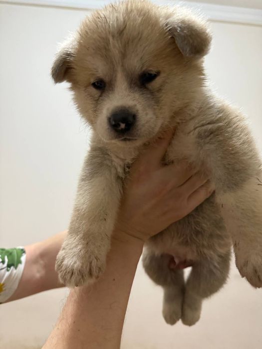 Щенки, кобель, порода акита ину, 2 месяца, 300$