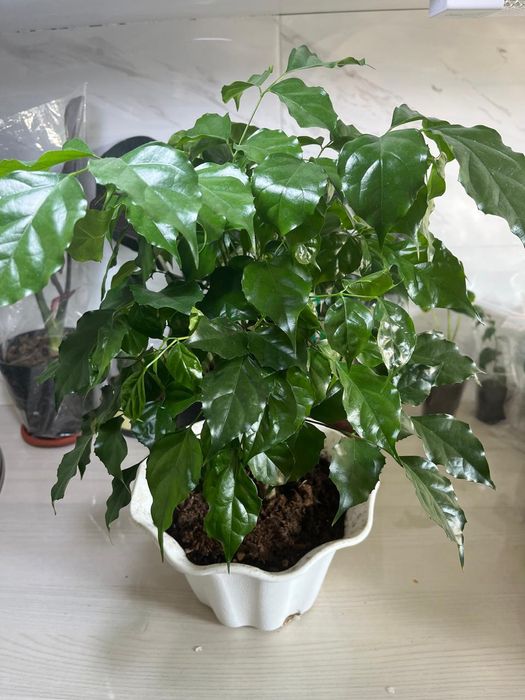 Комнатные растения