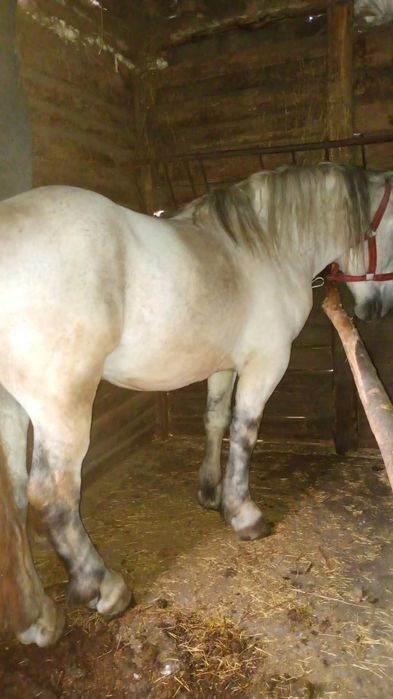 Vând armăsar bun frumos 7 ani se poate vedea doar in Alioș  mai multe detalii la Nr de Tell 0755681269