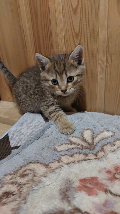 Котята скоттиш страйт