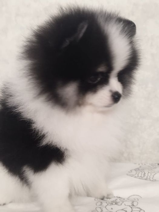 Померанский шпиц миниатюрный