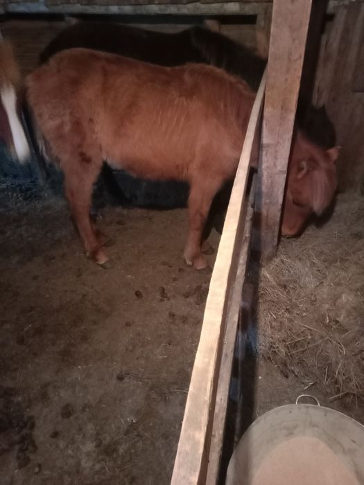 Продам жеребят еркек