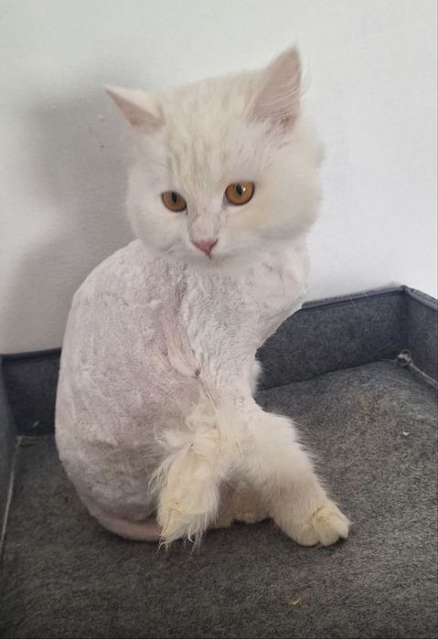 Кошечка девочка 6 мес