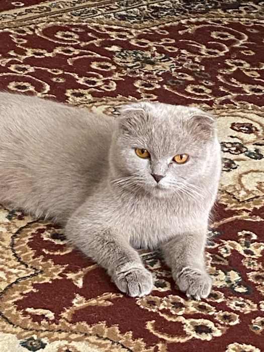 Продаётся scottish fold
