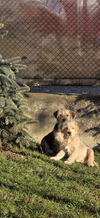 Donez un catel de curte