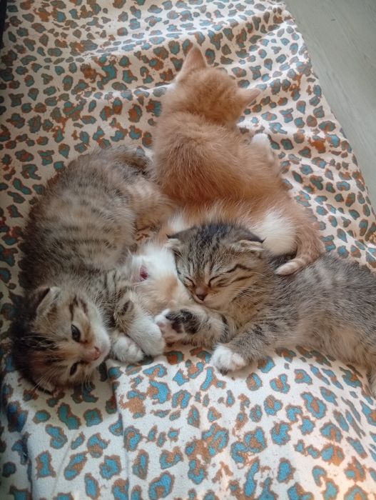 Кошка продается два месяца