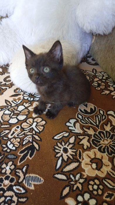 Котята в добрые ручки.