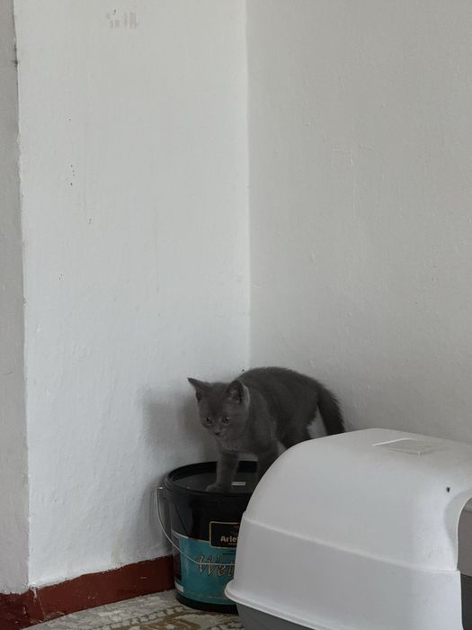 Отдам котят в хорошие руки