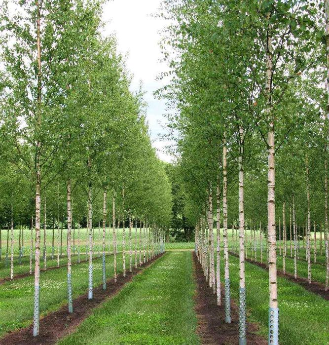 Tuia smaragd / columnaris / mesteacan betula / tei argintiu mirositor