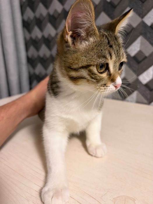 Отдам котенка в добрые руки