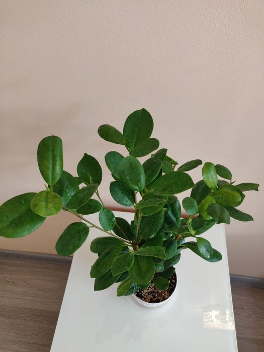 Фикус ( комнатное растение)