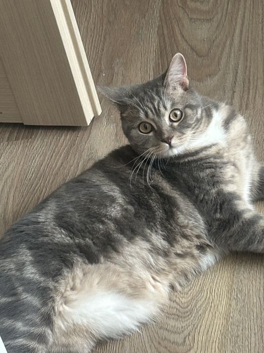 Отдам кота, 1 год