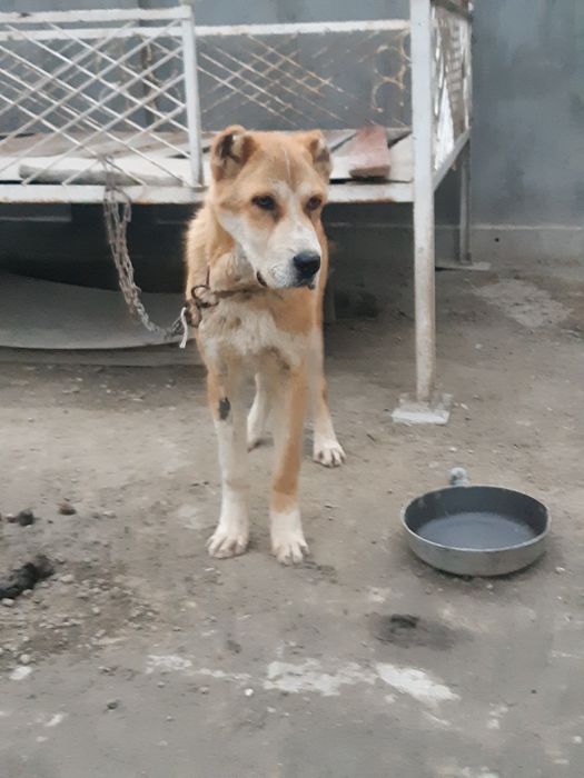 Alabay porodistaya sobaka