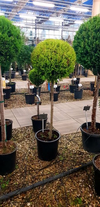 Vindem diferite specii de plante ornamentale