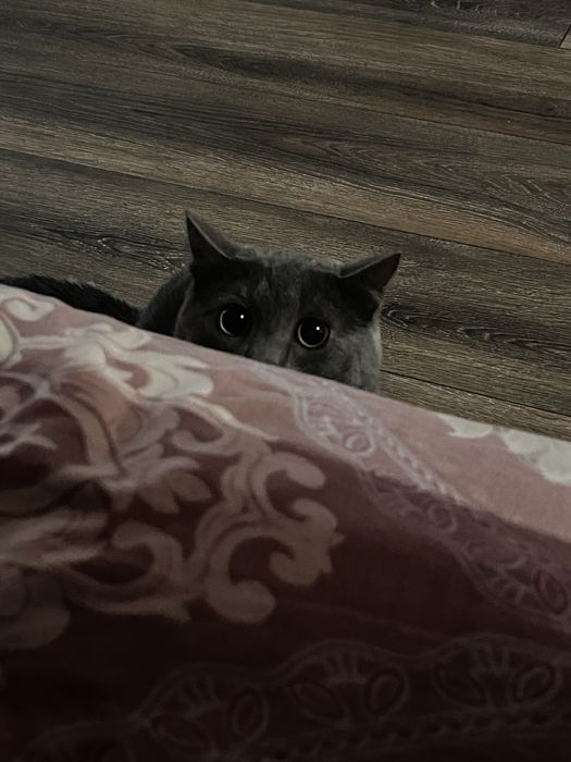 Отдам кота в добрые руки