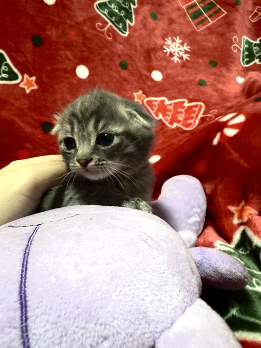 Продаются котята