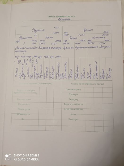 Продам Орловского жеребца 3 лет