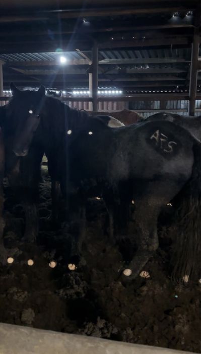 Кара айгыр джабы