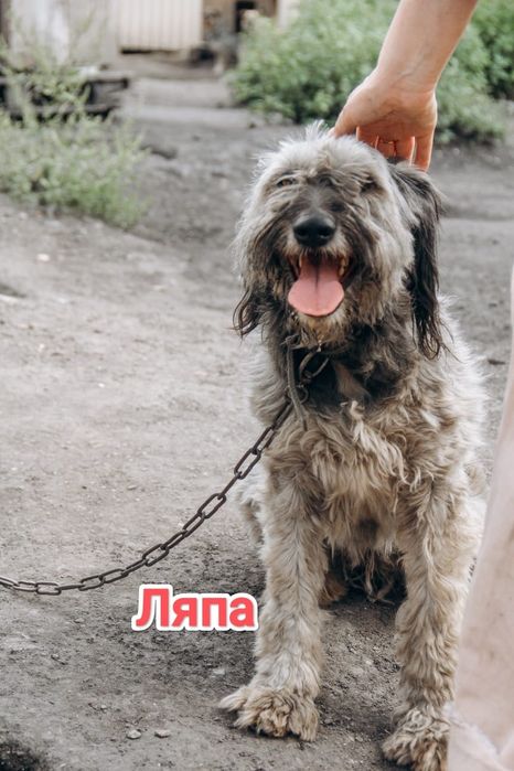 Дарю в добрые и ответственные руки