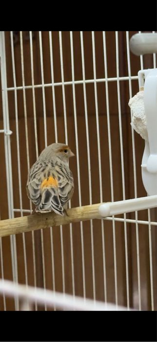 Канарейка пара.