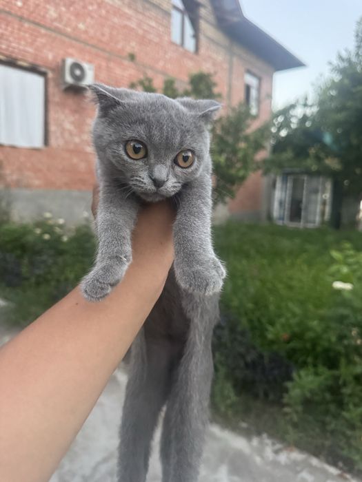 Scottish Fold (shotland bukri quloqli) mushuk