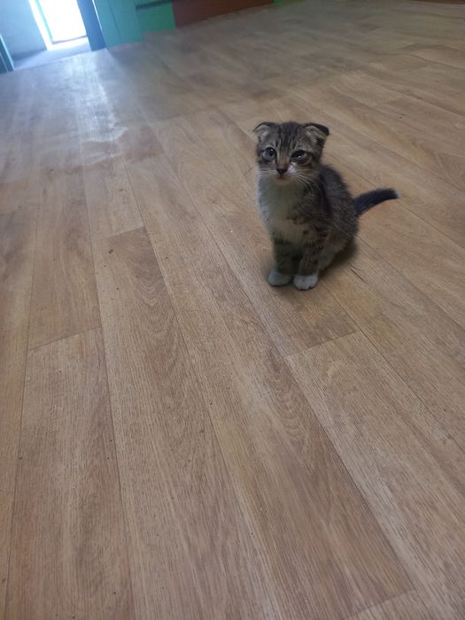 Отдам котят в добрые руки
