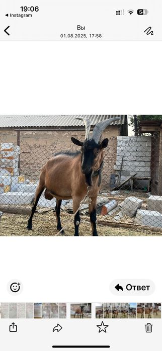 Альпі Теке сатылады