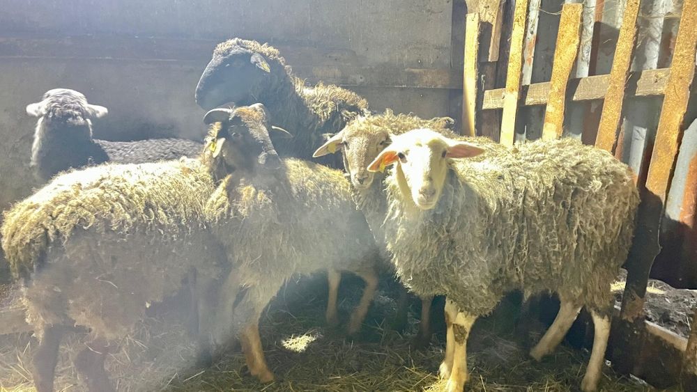 Продам молодых овечек