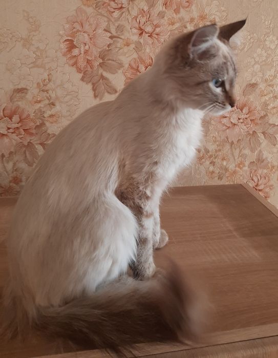 Пристраивается молодой котик