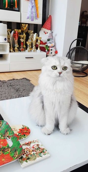 Fetiță Scottish Fold Longhair – pedigree