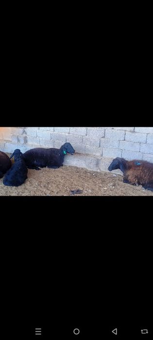 Куй ку́й ургочи бу́гоз ку́й она бола куйлар парода хусори зоддор