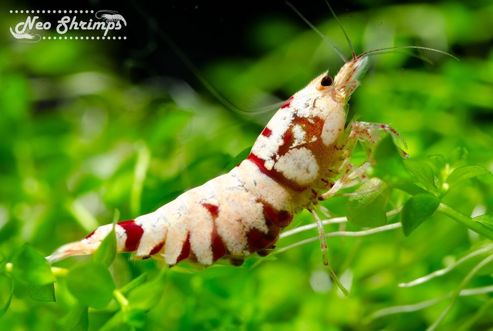 Fancy Tigers  аквариумни скариди, ограничени бройки